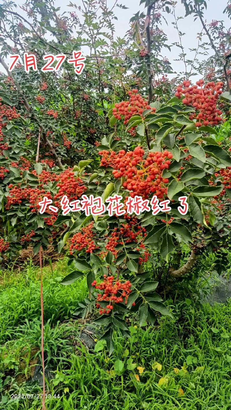 花椒之乡#东清花椒园 #大红袍花椒#优质农产品 #自产自销 - 抖音